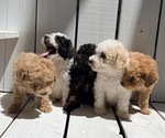 Small #3 Poodle (Miniature)