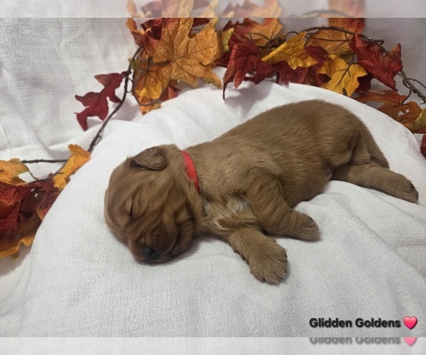 Medium Photo #1 Golden Retriever Puppy For Sale in GOODYEAR, AZ, USA