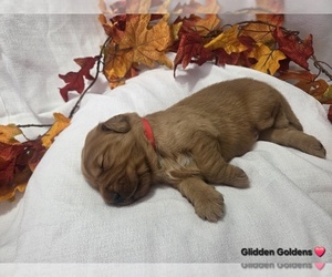 Golden Retriever Puppy for Sale in GOODYEAR, Arizona USA