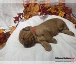Image preview for Ad Listing. Nickname: Red collar