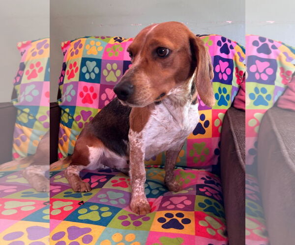 Medium Photo #3 Beagle Puppy For Sale in Pacolet, SC, USA