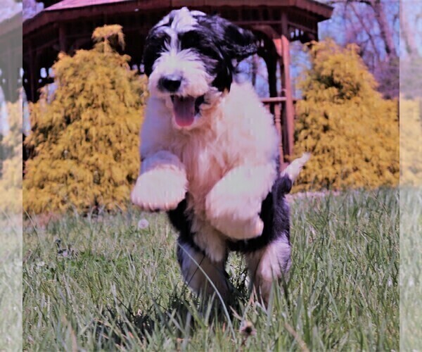 Medium Photo #15 Sheepadoodle Puppy For Sale in STANLEY, VA, USA