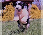 Small Photo #15 Sheepadoodle Puppy For Sale in STANLEY, VA, USA