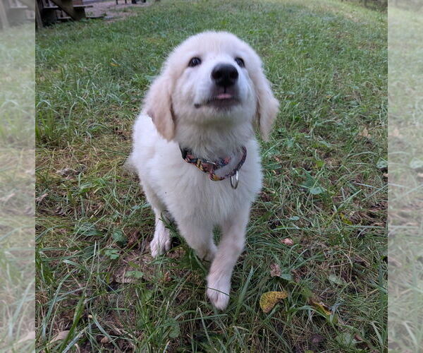 Medium Photo #3 Great Pyrenees Puppy For Sale in Vail, AZ, USA