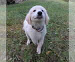 Small #2 Great Pyrenees