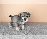 Small Photo #11 Schnauzer (Miniature) Puppy For Sale in MILLERSBURG, IN, USA