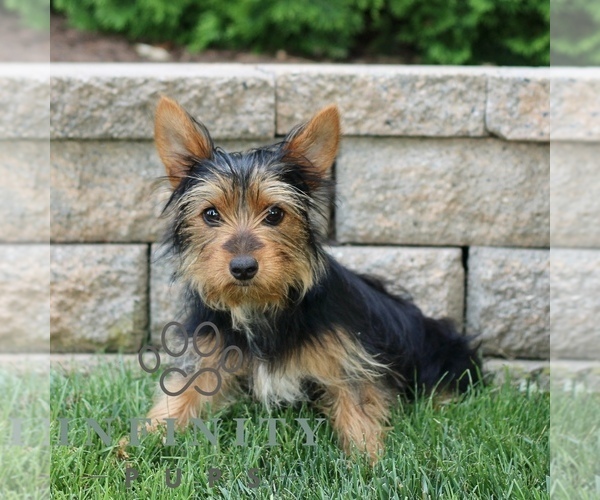 Medium Photo #1 Yorkshire Terrier Puppy For Sale in BIRD IN HAND, PA, USA