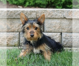 Yorkshire Terrier Puppy for sale in BIRD IN HAND, PA, USA