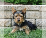 Small Yorkshire Terrier