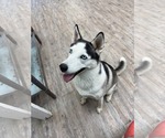 Small #2 Siberian Husky