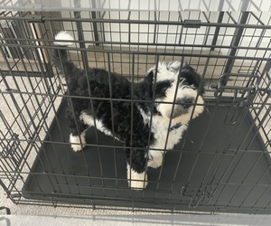 Sheepadoodle Puppy for sale in WELLFORD, SC, USA