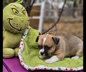 Chihuahua Litter for sale in GREELEY, CO, USA