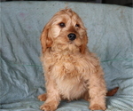 Small Photo #2 Cavalier King Charles Spaniel-Goldendoodle Mix Puppy For Sale in SHILOH, OH, USA