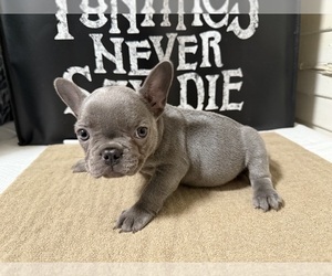 French Bulldog Puppy for sale in SAN DIEGO, CA, USA