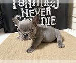 Small French Bulldog