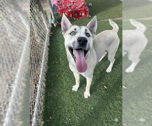 Gerberian Shepsky Dogs for adoption in Chula Vista, CA, USA