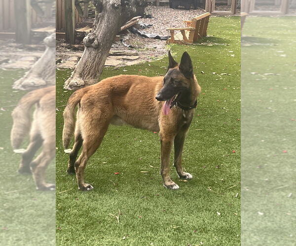 Medium Photo #2 Mutt Puppy For Sale in Imlay City, MI, USA