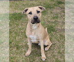 Small Photo #3 American Staffordshire Terrier-Unknown Mix Puppy For Sale in Lakewood, CO, USA