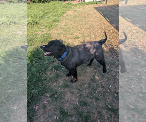 Border Collie Dogs for adoption in Denton, TX, USA