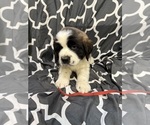 Small #3 Saint Bernard