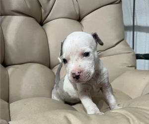 American Pit Bull Terrier-Catahoula Leopard Dog Mix Puppy for sale in LIVERPOOL, NY, USA