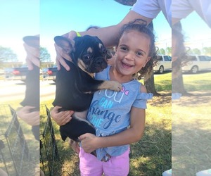 French Bulldog Puppy for sale in KATY, TX, USA