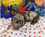 Small #10 Dachshund