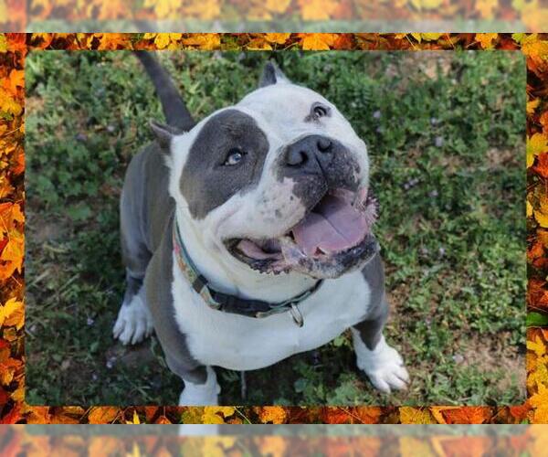 Medium Photo #1 American Bulldog Puppy For Sale in Ojai, CA, USA