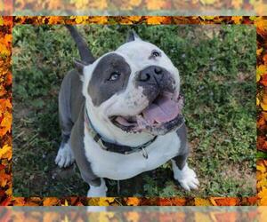American Bulldog Dogs for adoption in Ojai, CA, USA