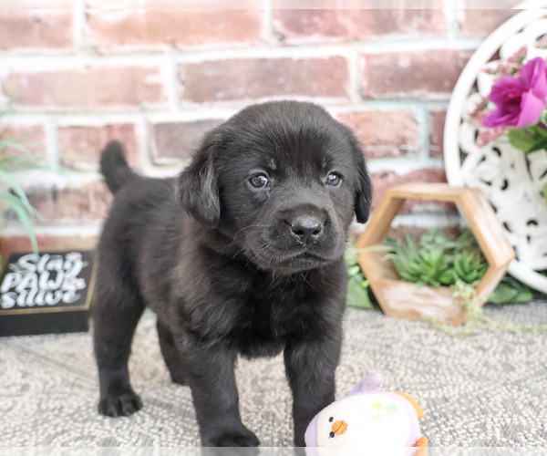 Medium Photo #5 Labrador Retriever Puppy For Sale in SYRACUSE, IN, USA