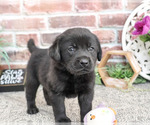 Small #4 Labrador Retriever