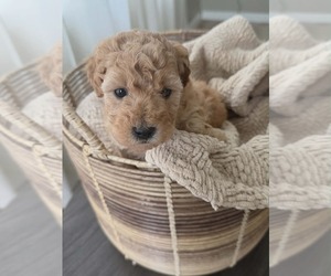 Medium Goldendoodle mix (+ Poodle Miniature)