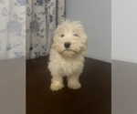 Small #74 Havanese