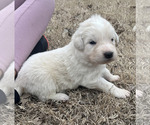 Puppy White Maremma Sheepdog
