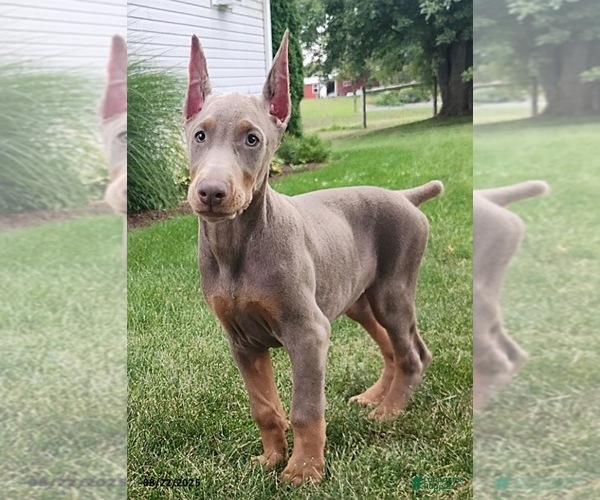 Medium Photo #1 Doberman Pinscher Puppy For Sale in OXFORD, CT, USA
