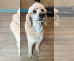 Small #5 Poodle (Standard)
