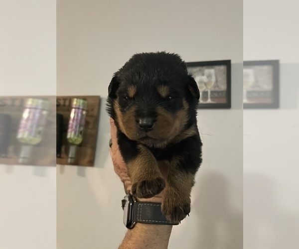 Medium Photo #2 Rottweiler Puppy For Sale in MONTGOMERY, TX, USA