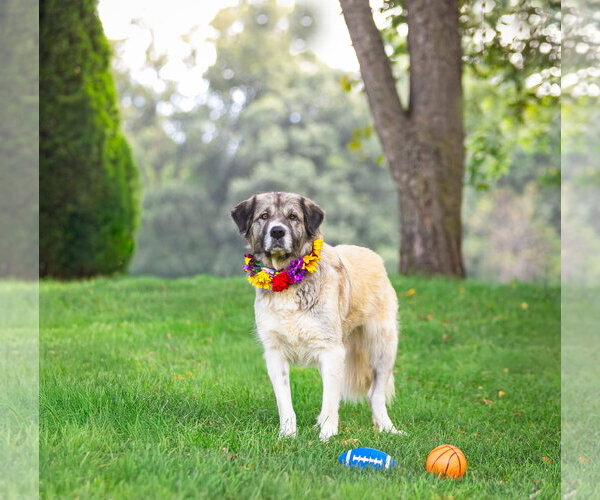 Medium Photo #4 Great Pyrenees-Unknown Mix Puppy For Sale in Unionville, PA, USA