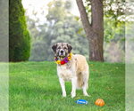 Small #3 Great Pyrenees Mix