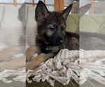 Small #6 German Shepherd Dog