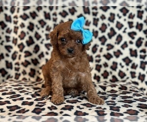Cavapoo Puppy for sale in LAKELAND, FL, USA