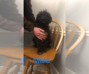 Shepadoodle Puppy for sale in TOLEDO, OH, USA