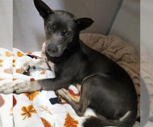 Mutt Dogs for adoption in Camarillo, CA, USA