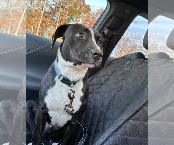 Medium Photo #5 Beagle-Unknown Mix Puppy For Sale in Holly Springs, NC, USA
