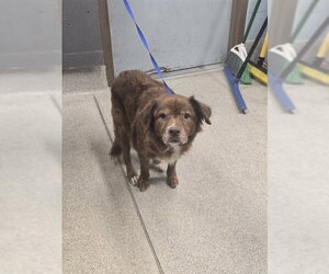 Labsky Dogs for adoption in Tallahassee, FL, USA