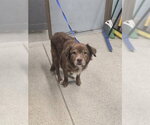 MARLEY JANE - Female Labsky Dog for Adoption - Small photo
