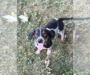 Mutt Dogs for adoption in Fenton, MO, USA