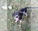 Small Mutt