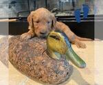 Puppy 3 Labradoodle
