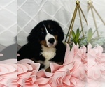 Image preview for Ad Listing. Nickname: Bernese